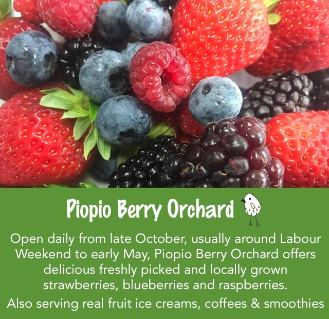 Piopio Berry Orchard - Aria School - Jan 24